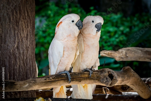 Obraz Two cockatoos