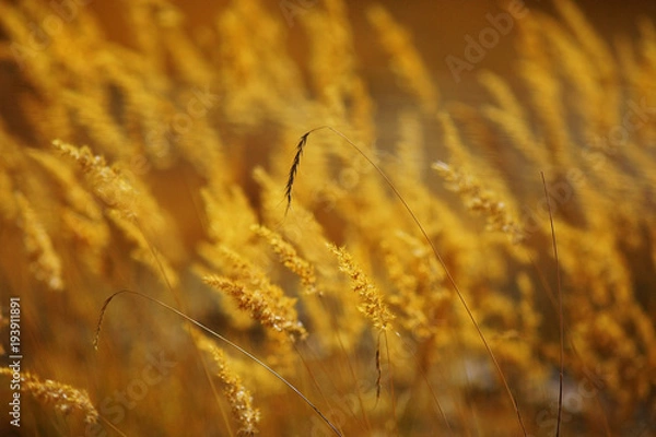 Obraz background with beautiful autumn grass