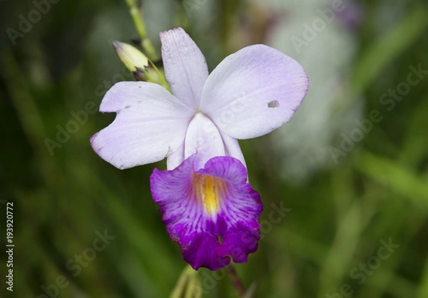 Fototapeta Белая с фиолетовым орхидея.