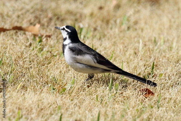 Obraz ハクセキレイ