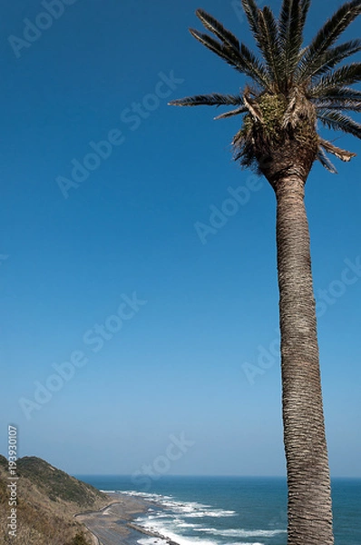 Obraz 椰子の木と日南海岸