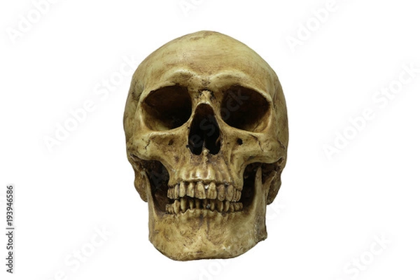 Fototapeta Front of human skull isolate on whithe background, with clipping path..