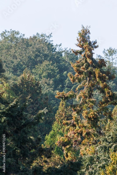 Obraz 花粉をたっぷりと蓄える杉の木