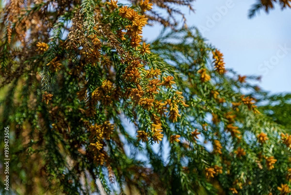 Obraz 花粉症の原因の花粉を放つ杉の穂
