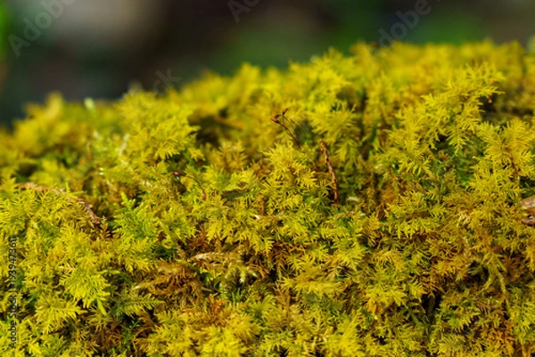 Obraz 木漏れ日に照らされた木陰の苔