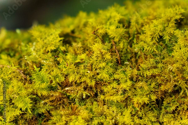 Obraz 木漏れ日に照らされた木陰の苔