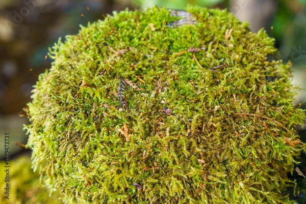 Obraz 木漏れ日に照らされた木陰の苔