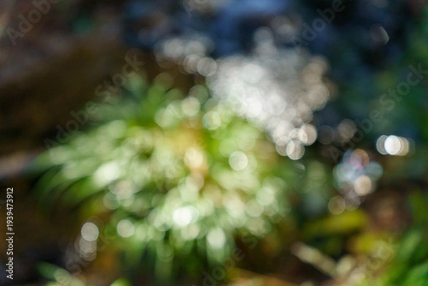 Obraz 森の中の小川が光を反射する様子