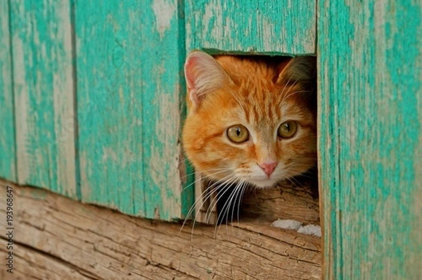 Obraz Reconnaissance