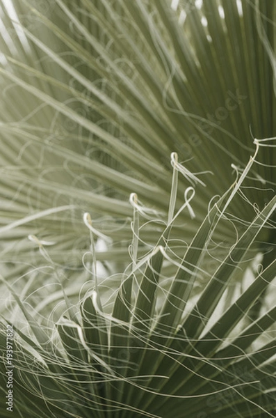 Fototapeta minimal tropic concept. leaves of palma (closeup)