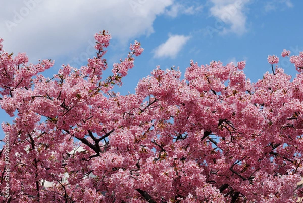 Obraz 青空と桜