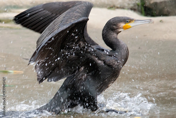 Obraz カワウの羽ばたき