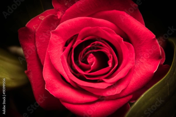 Fototapeta Red rose with dark background