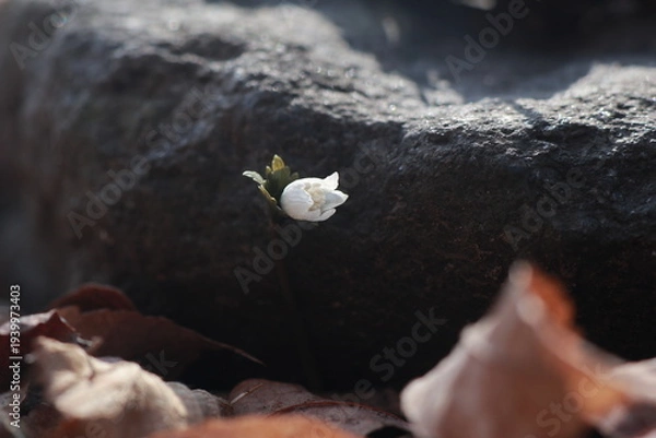 Obraz 너도바람꽃