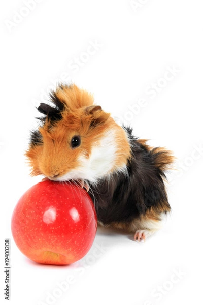 Fototapeta adorable guinea pig pet with apple on a white background