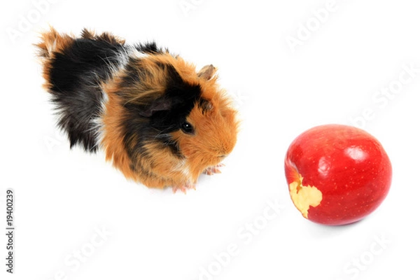 Fototapeta adorable guinea pig pet with apple on a white background