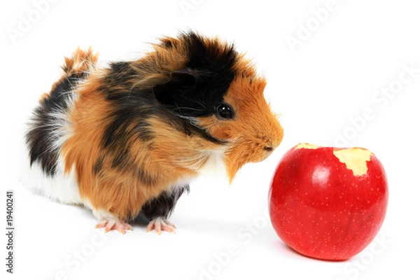 Obraz adorable guinea pig pet with apple on a white background