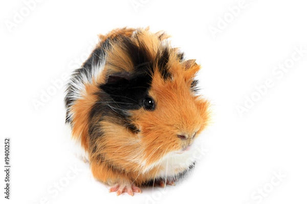 Fototapeta adorable guinea pig pet on a white background