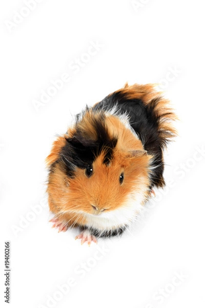 Fototapeta adorable guinea pig pet on a white background