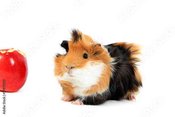 Fototapeta adorable guinea pig pet with apple on a white background