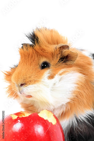 Fototapeta adorable guinea pig pet with apple on a white background