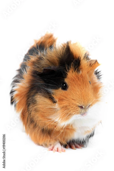 Fototapeta adorable guinea pig pet on a white background
