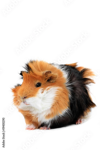 Obraz adorable guinea pig pet on a white background
