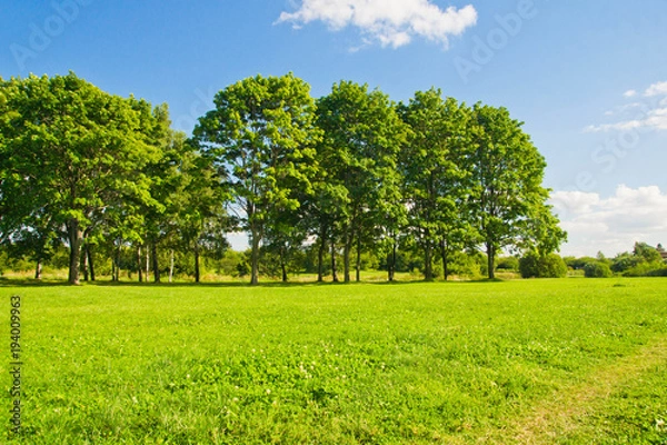 Fototapeta trees on the forest edge on summer