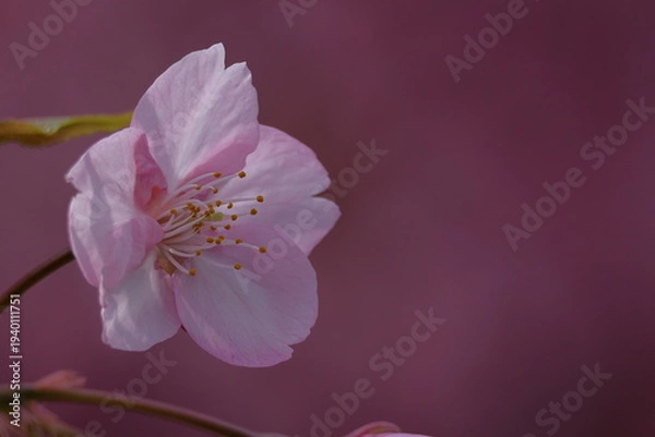 Obraz 鮮やかなピンク色に咲く