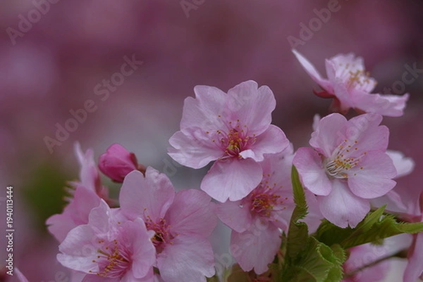 Obraz 鮮やかなピンク色に咲く