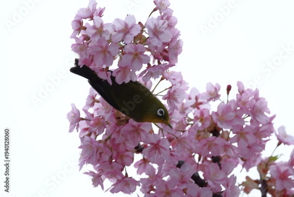 Obraz 鮮やかなピンク色に咲く