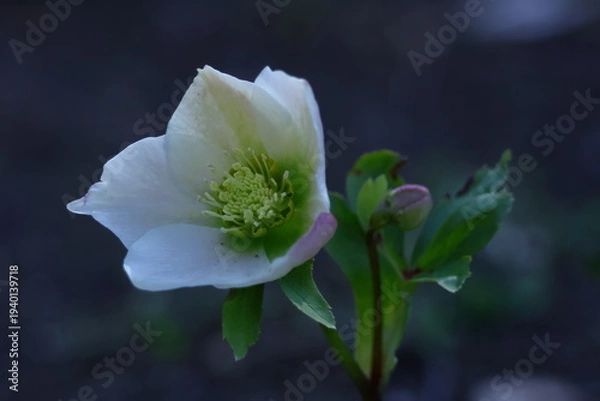 Obraz 冬の貴婦人