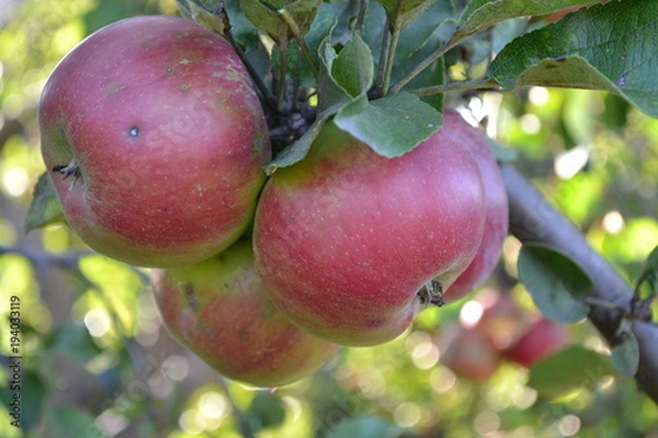 Fototapeta Apple. Grade Jonathan. Apples are red. Winter grade. Growing fruits. Garden. Farm. Fruits apple on the branch. Close-up. Horizontal