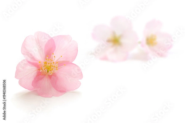 Obraz 桜 花 ピンク 春 白 背景
