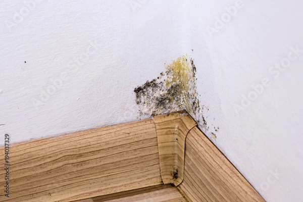 Fototapeta Black mold and moisture in the corner of room on white wall. Closeup macro.