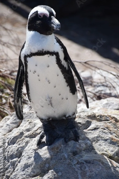 Obraz Brillenpinguin