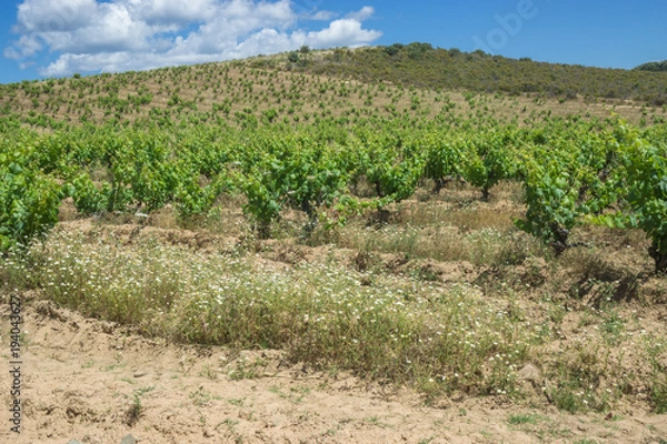Fototapeta Weinberg bei Palaggiu auf der Insel Korsika