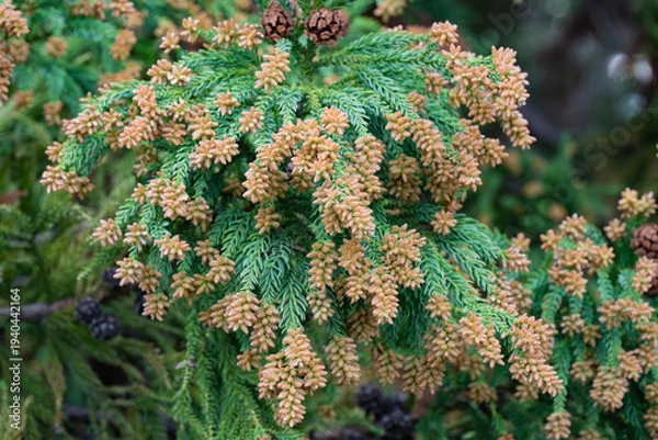 Obraz スギ　杉の花　花粉