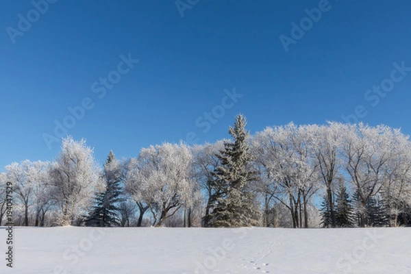 Obraz frosty tree landscape