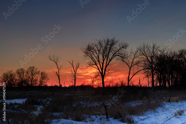 Obraz winter silhouette