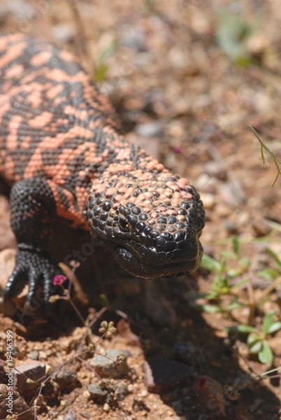 Obraz Heloderma suspectum