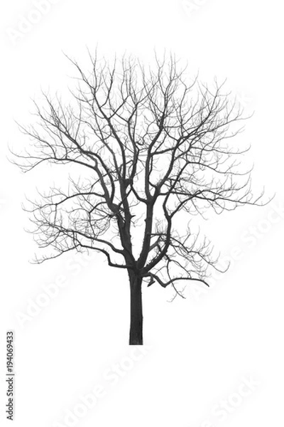 Fototapeta Dead tree or dried tree isolate on white background.