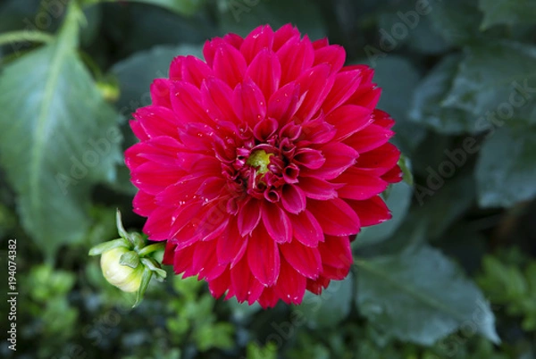 Obraz Красный георгин.