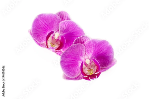 Obraz orchid isolated on white