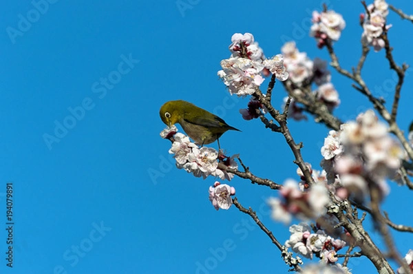 Obraz 梅の花の蜜を吸うメジロ