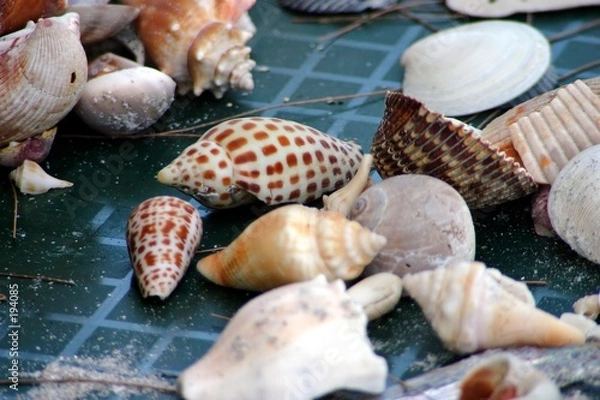 Fototapeta shell collection