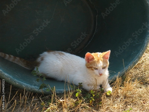 Fototapeta Chat étendu dans l'herbe