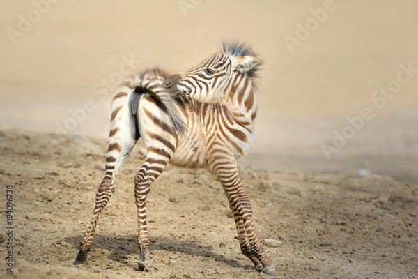 Obraz Zebra,
