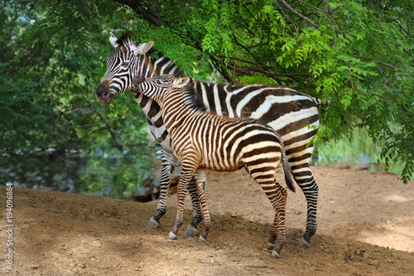 Obraz Zebra,