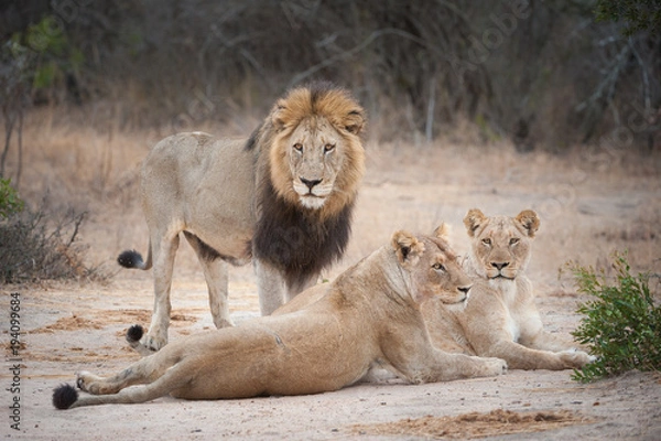 Obraz A horizontal, full length, colour photograph of one large male lion, Panthera leo, and two lionesses in the Greater Kruger Transfrontier Park, South Africa.